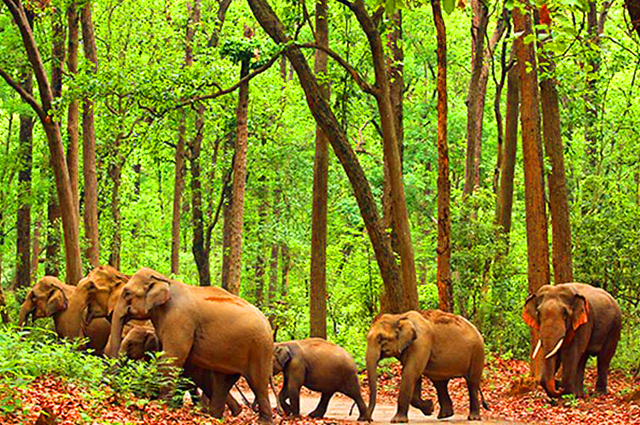 Shwethagiri B.R. Hills Accommodation2