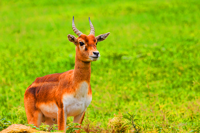 Shwethagiri B.R. Hills Accommodation8